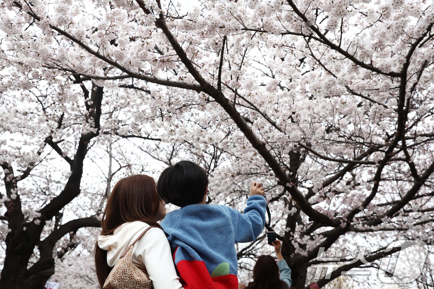 본문 이미지 - 따뜻한 봄 날씨를 보인 31일 오후 서울 여의도 윤중로 벚꽃길에서 시민들이 활짝 핀 벚꽃을 즐기고 있다. 2026.3.31 ⓒ 뉴스1 김민지 기자