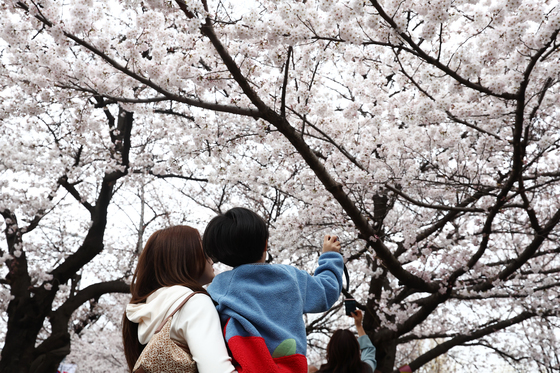 벚꽃은 방울방울