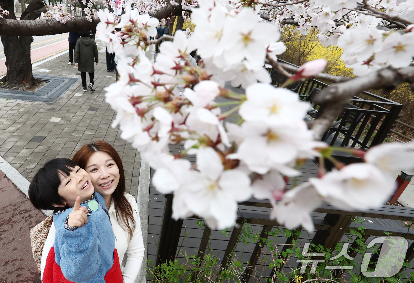 (서울=뉴스1) 김민지 기자 = 따뜻한 봄 날씨를 보인 31일 오후 서울 여의도 윤중로 벚꽃길에서 시민들이 활짝 핀 벚꽃을 즐기고 있다.서울을 대표하는 '여의도 봄꽃축제'는 다음 …