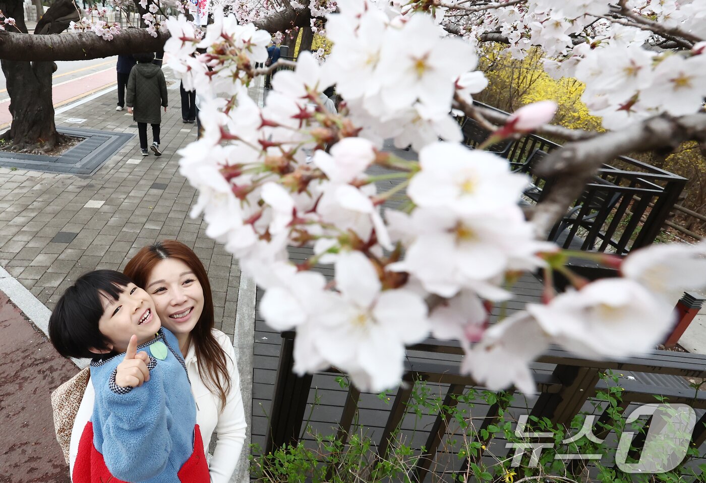 본문 이미지 - 따뜻한 봄 날씨를 보인 31일 오후 서울 여의도 윤중로 벚꽃길에서 시민들이 활짝 핀 벚꽃을 즐기고 있다. 2026.3.31 ⓒ 뉴스1 김민지 기자