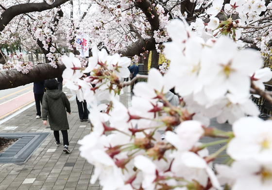 '벚꽃이 참 예쁘다'