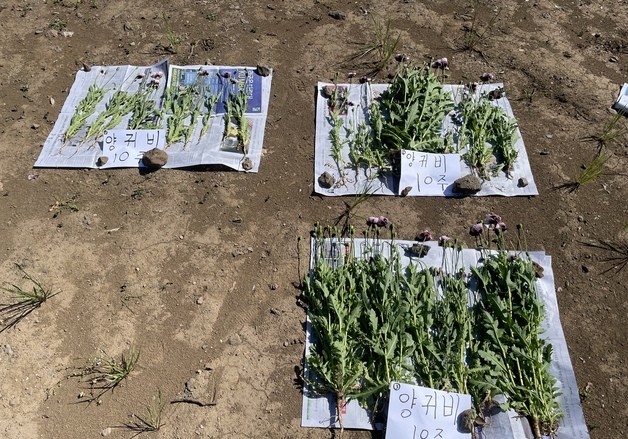 제주해경 "양귀비, 관상용과 혼동마세요"…집중 단속