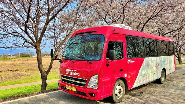 전주시설공단 "마을버스 타고 벚꽃 구경하세요"