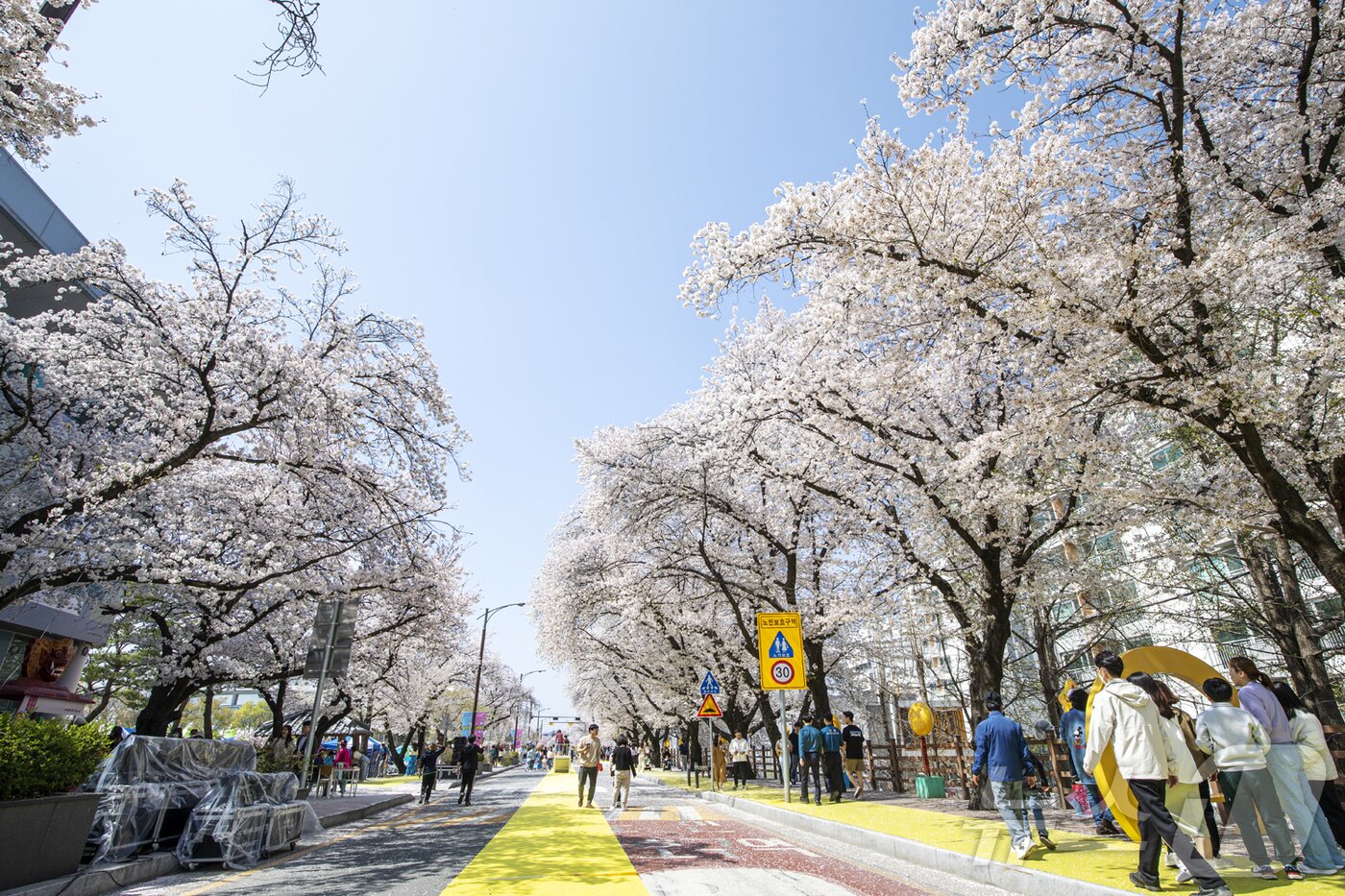 본문 이미지 - 안동시와 한국정신문화재단은 오는 4월 1일부터 5일까지 낙동강변 벚꽃길 일원에서 ‘2026 안동 벚꽃축제’를 개최한다. /뉴스1