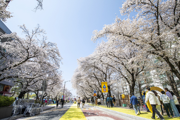 안동 낙동강변 벚꽃길 5일까지…콘서트·철길 걷기 연계 운영