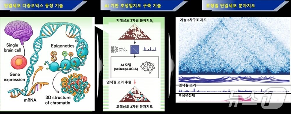 본문 이미지 - 초정밀 단일세포 분자지도 개요(KAIST 제공) /뉴스1