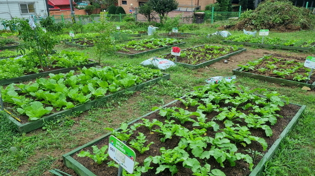 "도심 속 나만의 텃밭"…강북구, 도시농업 체험장 분양