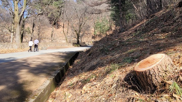 울창했던 청주 상당산성 옛길…위험목 제거에 멀쩡한 나무 '싹둑'