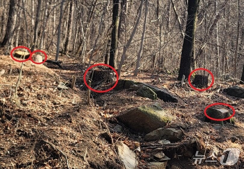 본문 이미지 - 충북 청주 상당산성 옛길에 베어진 나무.2026.3.3/뉴스1 임양규 기자