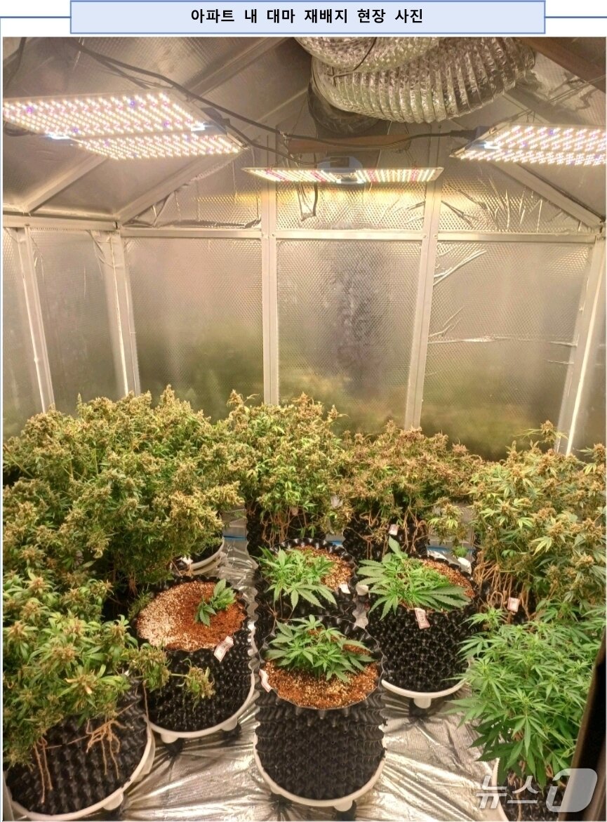 본문 이미지 - (마약범죄 정부합동수사본부 제공. 재판매 및 DB금지)