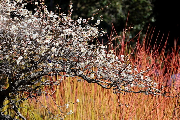 경칩 앞둔 천리포수목원 매화·복수초 활짝…봄기운 완연