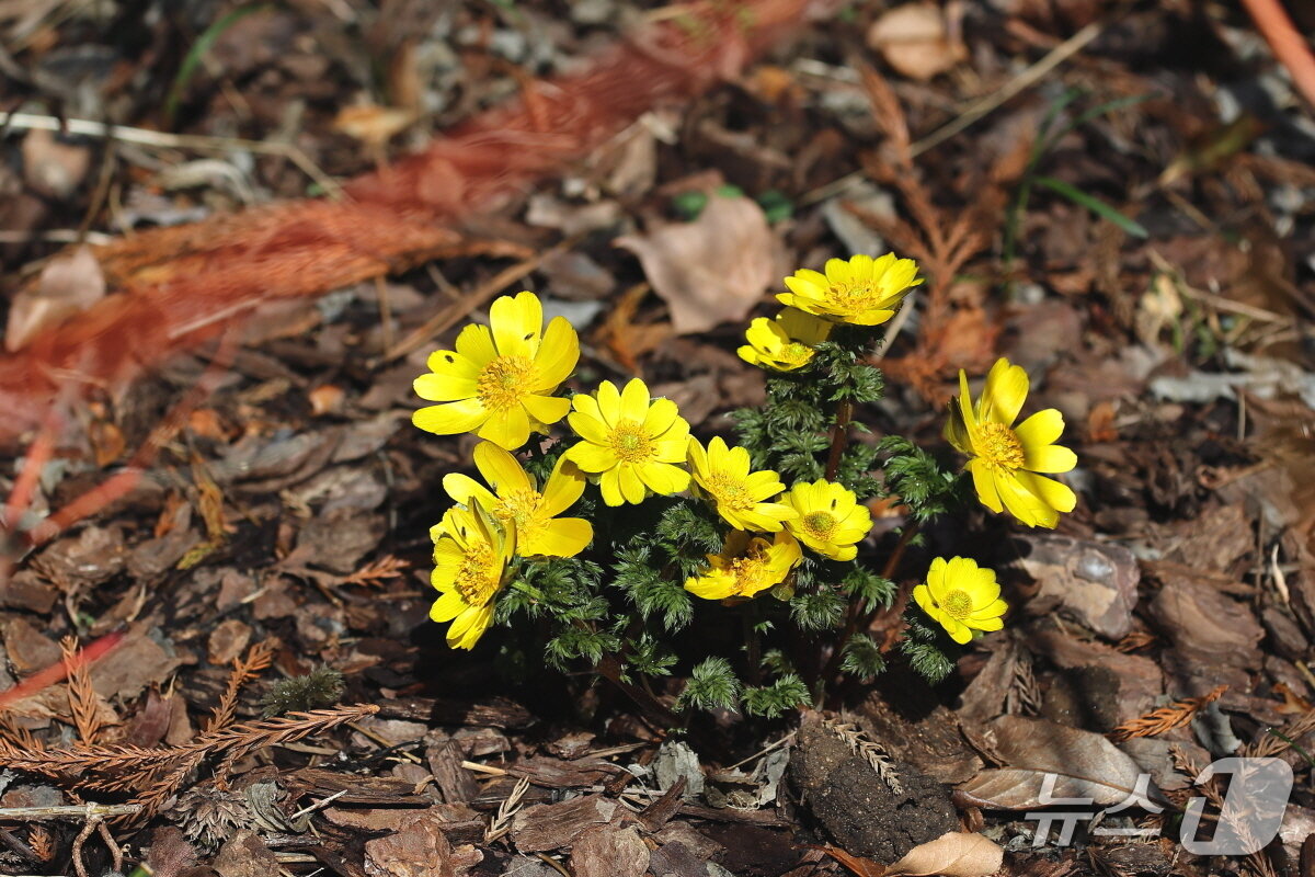 본문 이미지 - 천리포수목원 화단에서 꽃을 피운 복수초(수목원 제공. 재판매 및 DB금지)2026.3.4/뉴스1