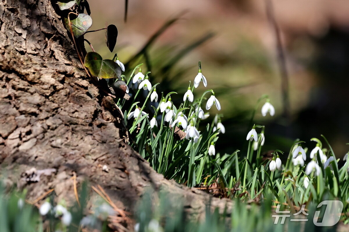 본문 이미지 - 천리포수목원 화단에서 꽃을 피운 설강화(수목원 제공. 재판매 및 DB금지)2026.3.4/뉴스1