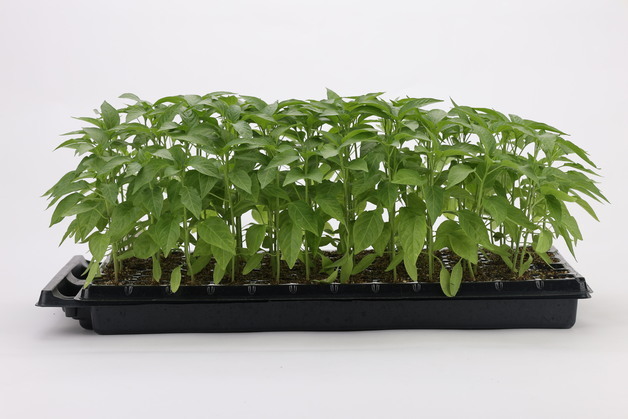 버려진 고춧잎, 혈당 관리 식품으로 재탄생…농진청, '원기2호' 상품화