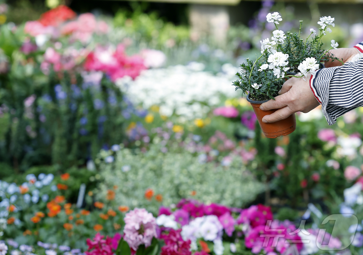 (서울=뉴스1) 박정호 기자 = 만물이 겨울잠에서 깨어난다는 절기상 경칩(驚蟄)을 하루 앞둔 4일 서울시 서초구 양재동 화훼공판장을 찾은 시민들이 활짝 핀 봄꽃 등을 살펴보고 있다 …