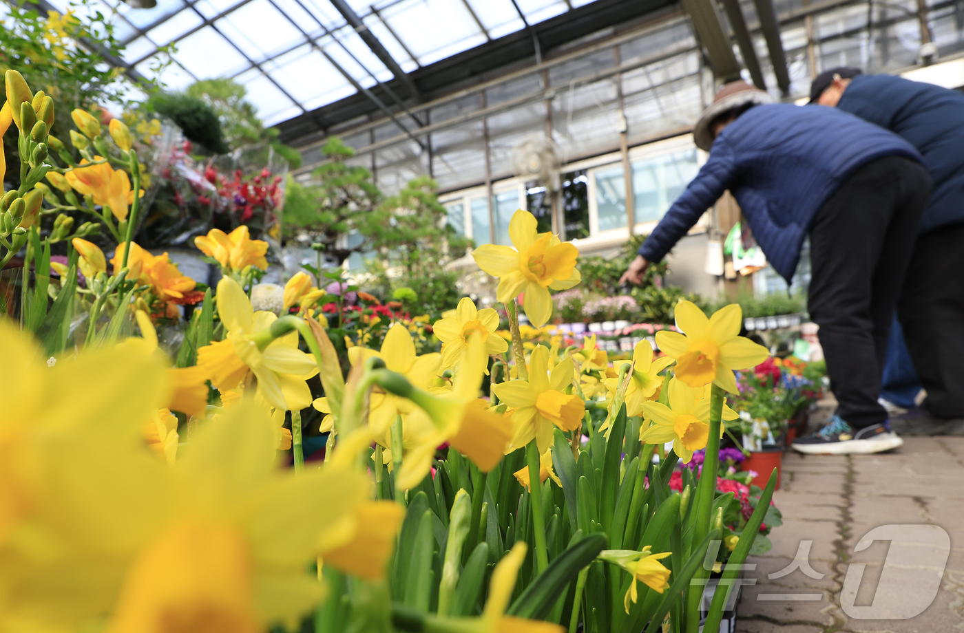 (서울=뉴스1) 박정호 기자 = 만물이 겨울잠에서 깨어난다는 절기상 경칩(驚蟄)을 하루 앞둔 4일 서울시 서초구 양재동 화훼공판장을 찾은 시민들이 활짝 핀 봄꽃 등을 살펴보고 있다 …
