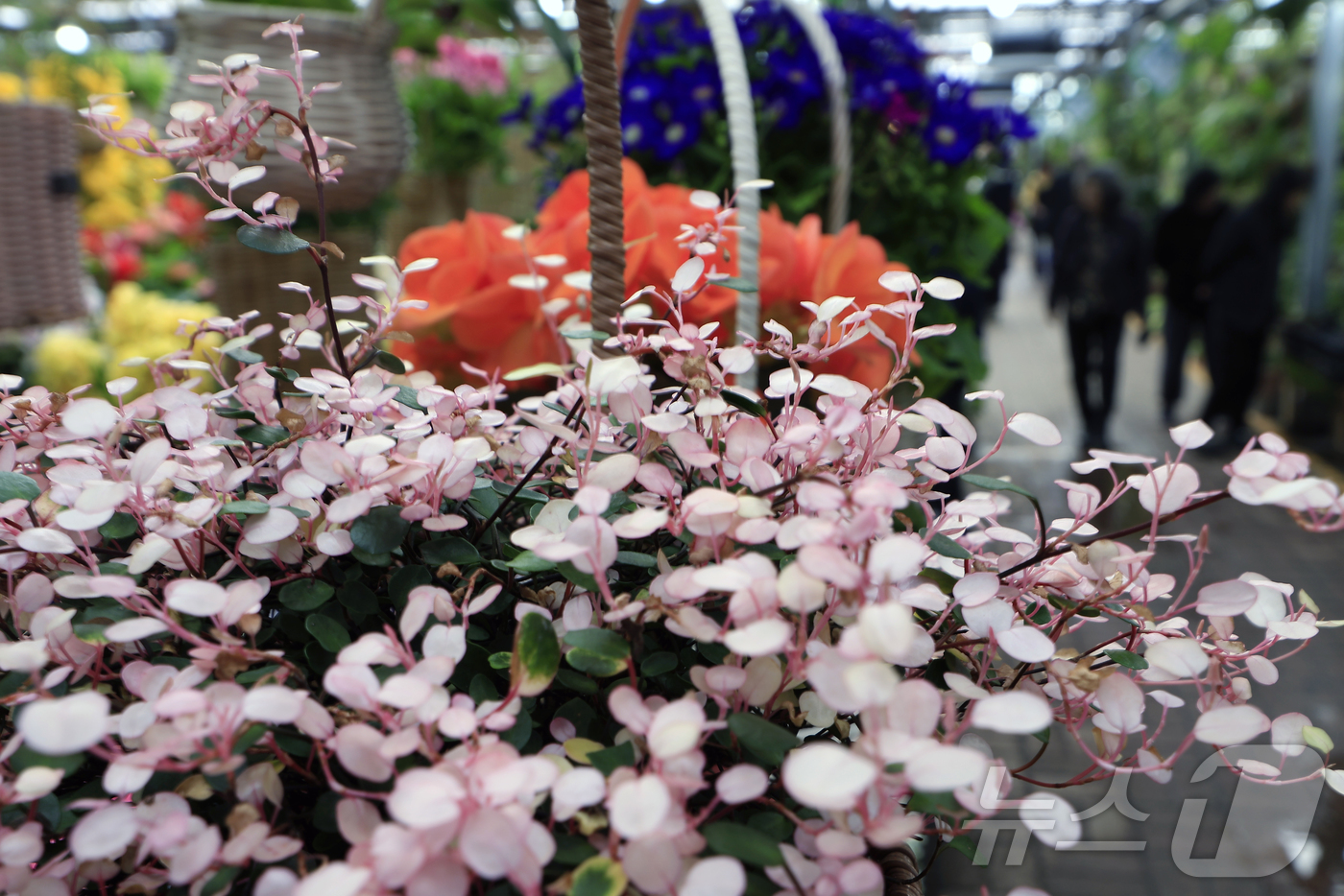 (서울=뉴스1) 박정호 기자 = 만물이 겨울잠에서 깨어난다는 절기상 경칩(驚蟄)을 하루 앞둔 4일 서울시 서초구 양재동 화훼공판장을 찾은 시민들이 활짝 핀 봄꽃 등을 살펴보고 있다 …