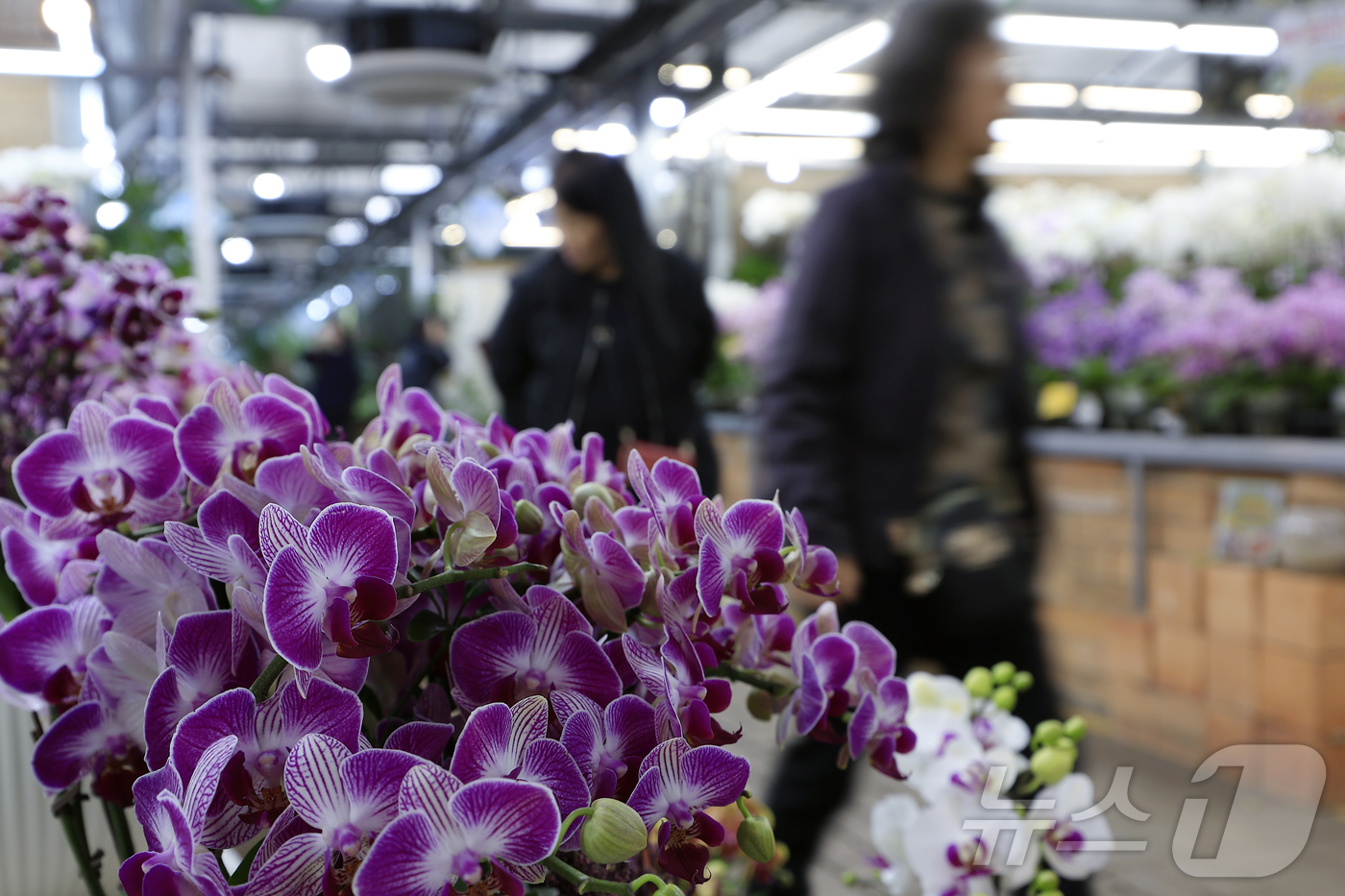 (서울=뉴스1) 박정호 기자 = 만물이 겨울잠에서 깨어난다는 절기상 경칩(驚蟄)을 하루 앞둔 4일 서울시 서초구 양재동 화훼공판장을 찾은 시민들이 활짝 핀 봄꽃 등을 살펴보고 있다 …