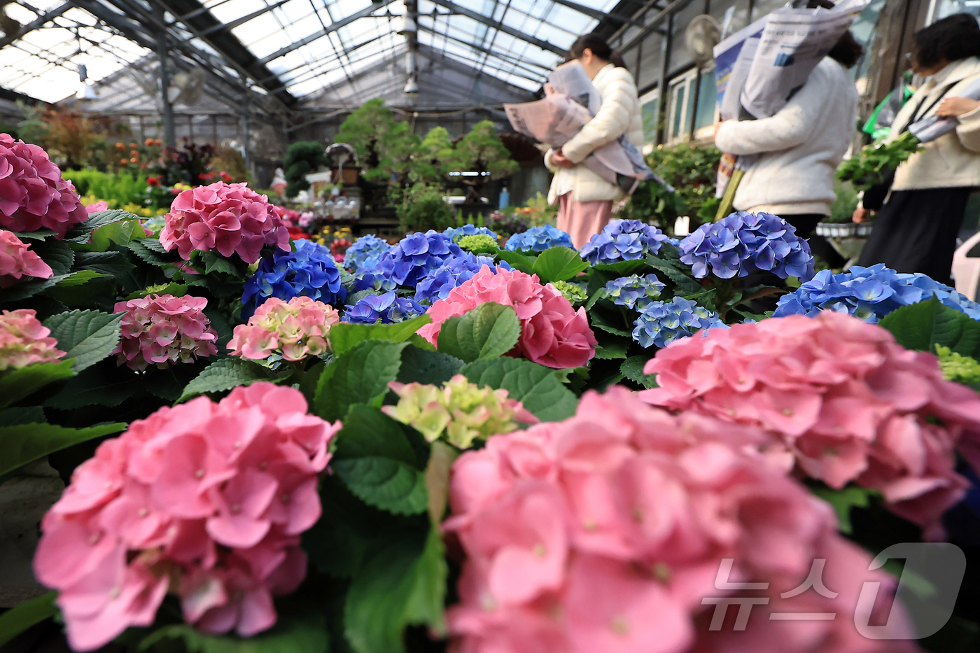 (서울=뉴스1) 박정호 기자 = 만물이 겨울잠에서 깨어난다는 절기상 경칩(驚蟄)을 하루 앞둔 4일 서울시 서초구 양재동 화훼공판장을 찾은 시민들이 활짝 핀 봄꽃 등을 살펴보고 있다 …