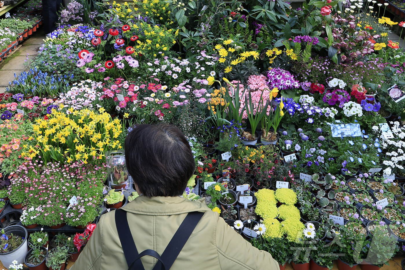 (서울=뉴스1) 박정호 기자 = 만물이 겨울잠에서 깨어난다는 절기상 경칩(驚蟄)을 하루 앞둔 4일 서울시 서초구 양재동 화훼공판장을 찾은 시민들이 활짝 핀 봄꽃 등을 살펴보고 있다 …