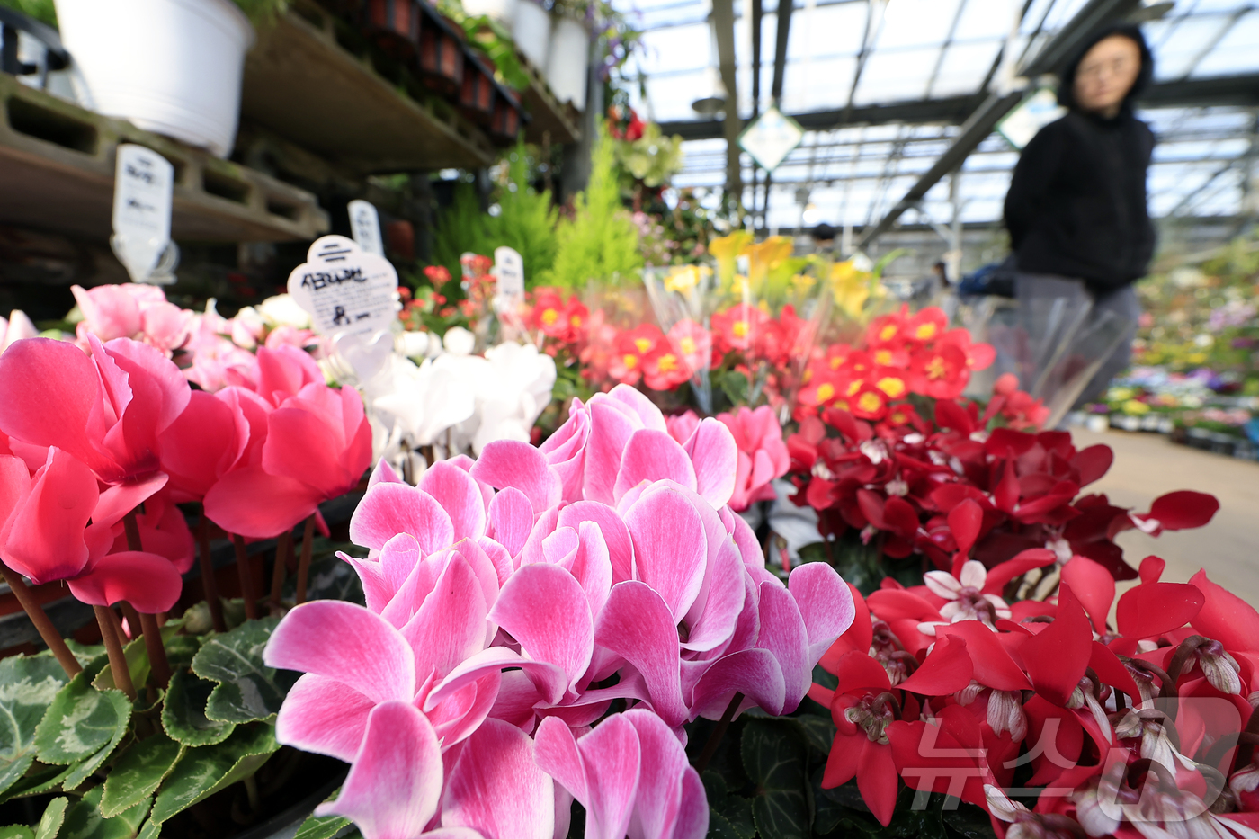 (서울=뉴스1) 박정호 기자 = 만물이 겨울잠에서 깨어난다는 절기상 경칩(驚蟄)을 하루 앞둔 4일 서울시 서초구 양재동 화훼공판장을 찾은 시민들이 활짝 핀 봄꽃 등을 살펴보고 있다 …