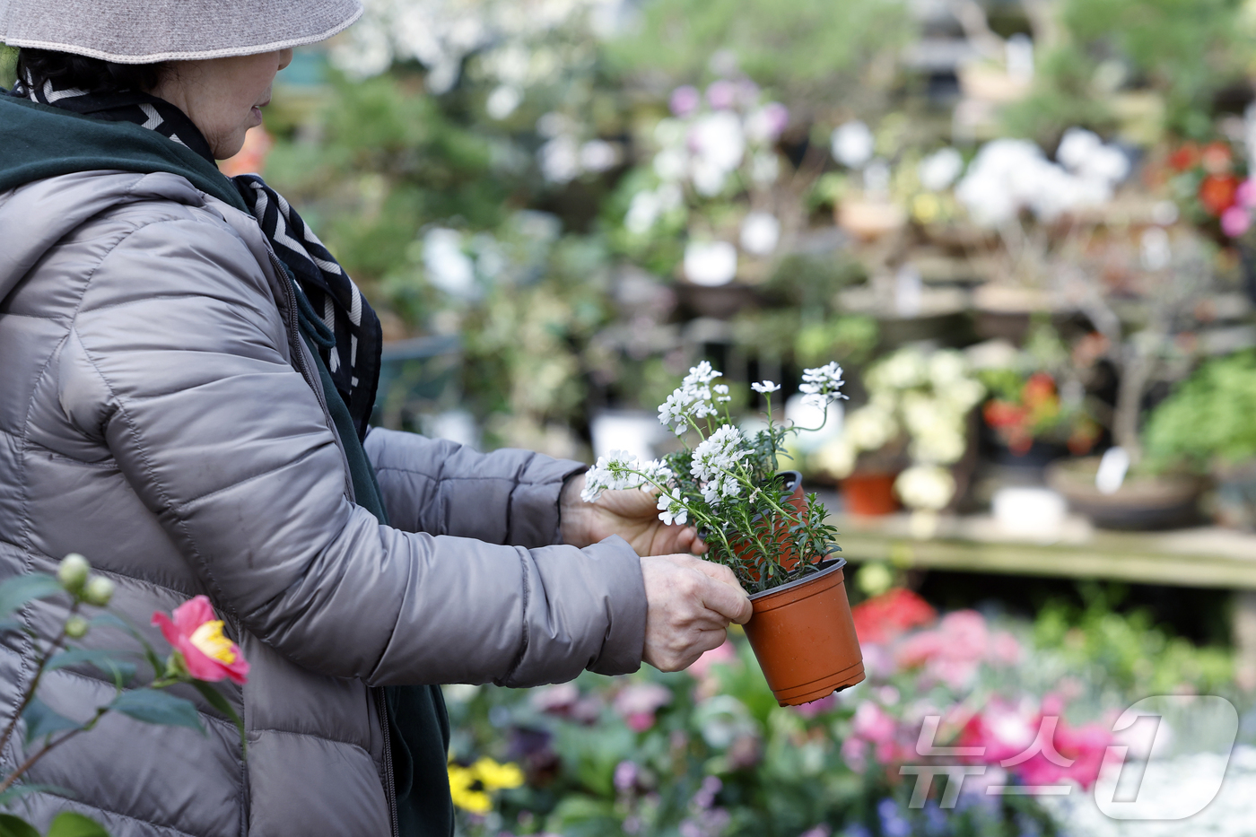 (서울=뉴스1) 박정호 기자 = 만물이 겨울잠에서 깨어난다는 절기상 경칩(驚蟄)을 하루 앞둔 4일 서울시 서초구 양재동 화훼공판장을 찾은 시민들이 활짝 핀 봄꽃 등을 살펴보고 있다 …