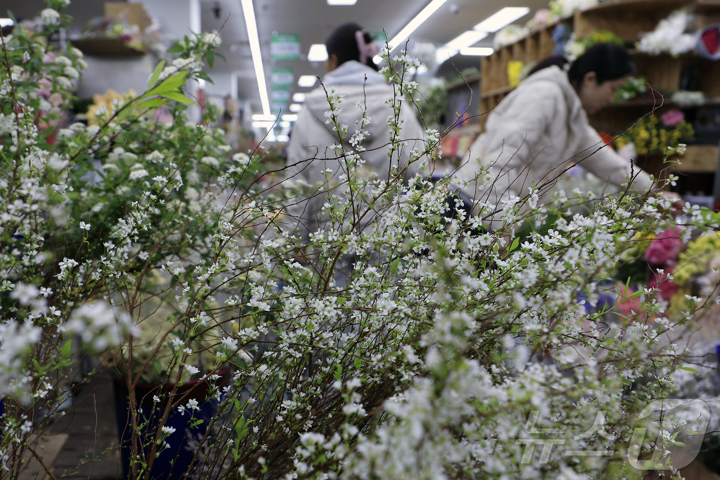 (서울=뉴스1) 박정호 기자 = 만물이 겨울잠에서 깨어난다는 절기상 경칩(驚蟄)을 하루 앞둔 4일 서울시 서초구 양재동 화훼공판장을 찾은 시민들이 활짝 핀 봄꽃 등을 살펴보고 있다 …