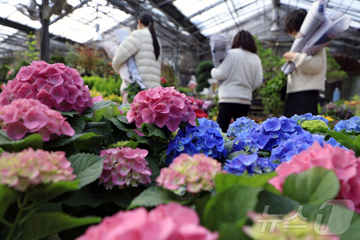 (서울=뉴스1) 박정호 기자 = 만물이 겨울잠에서 깨어난다는 절기상 경칩(驚蟄)을 하루 앞둔 4일 서울시 서초구 양재동 화훼공판장을 찾은 시민들이 활짝 핀 봄꽃 등을 살펴보고 있다 …