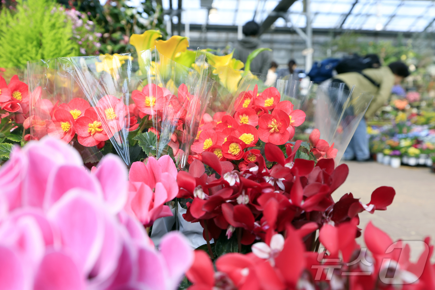 (서울=뉴스1) 박정호 기자 = 만물이 겨울잠에서 깨어난다는 절기상 경칩(驚蟄)을 하루 앞둔 4일 서울시 서초구 양재동 화훼공판장을 찾은 시민들이 활짝 핀 봄꽃 등을 살펴보고 있다 …