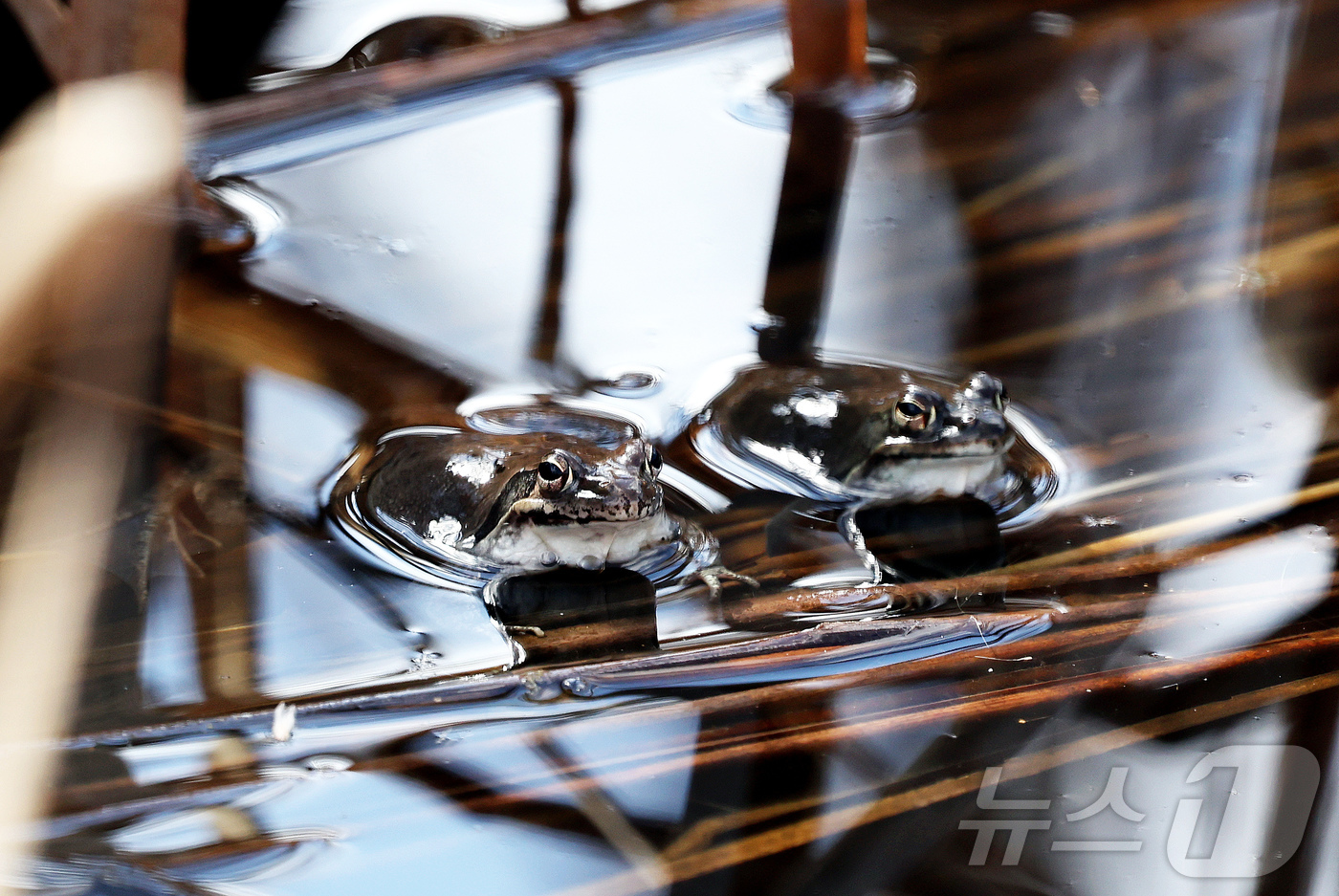 (광주=뉴스1) 박지현 기자 = 개구리가 잠에서 깬다는 경칩을 하루 앞둔 4일 광주 북구 화암동 평두메습지에서 개구리가 쉬어가고 있다.(광주 북구 제공. 재판매 및 DB 금지) 2 …