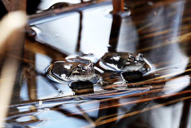 겨울잠서 깨어난 개구리