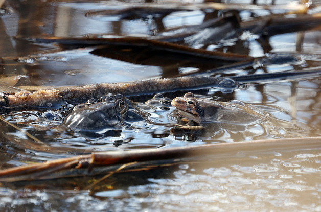 평두메습지서 관찰된 개구리