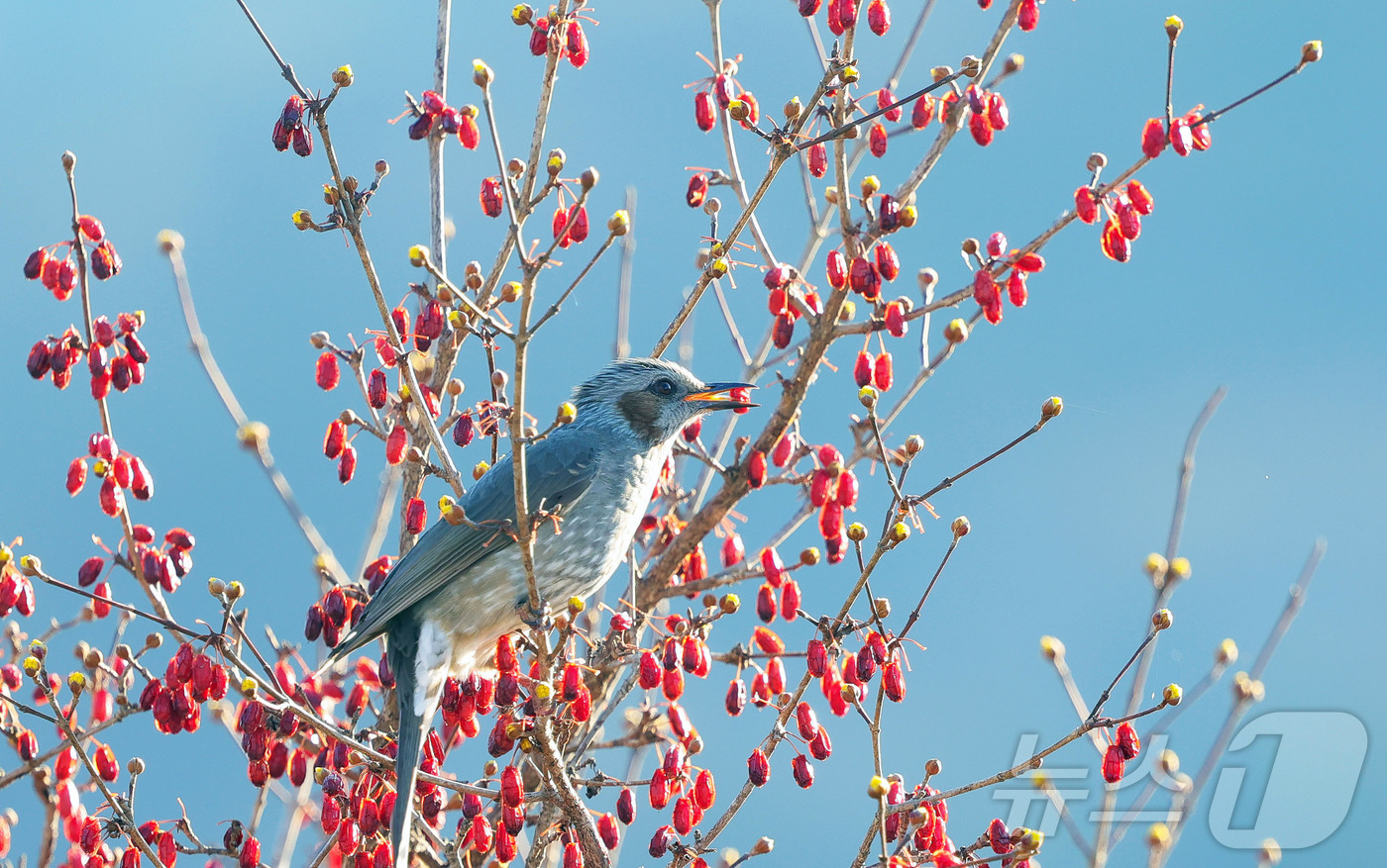 (서울=뉴스1) = 경칩을 하루 앞둔 4일 경남 함양군 하림공원 작은영화관 옆 산수유나무에서 직박구리가 산수유 열매를 쪼아 먹고 있다. (함양군 제공. 재판매 및 DB 금지) 20 …