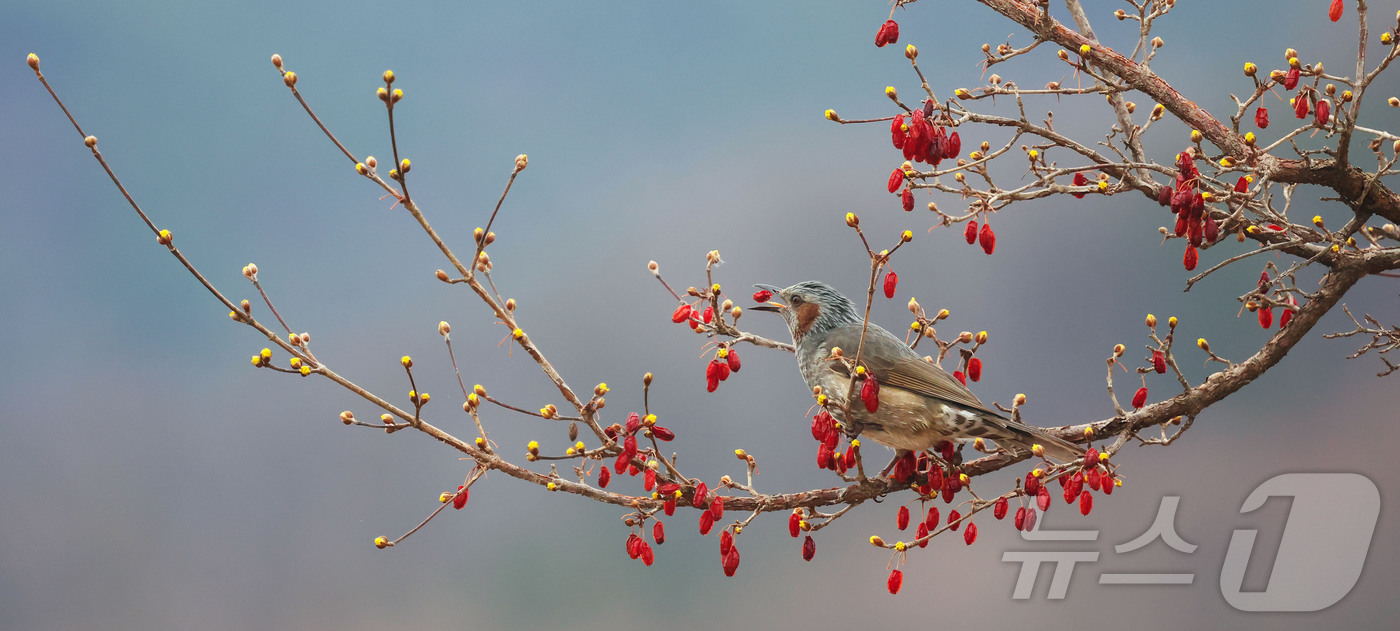 (서울=뉴스1) = 경칩을 하루 앞둔 4일 경남 함양군 하림공원 작은영화관 옆 산수유나무에서 직박구리가 산수유 열매를 쪼아 먹고 있다. (함양군 제공. 재판매 및 DB 금지) 20 …