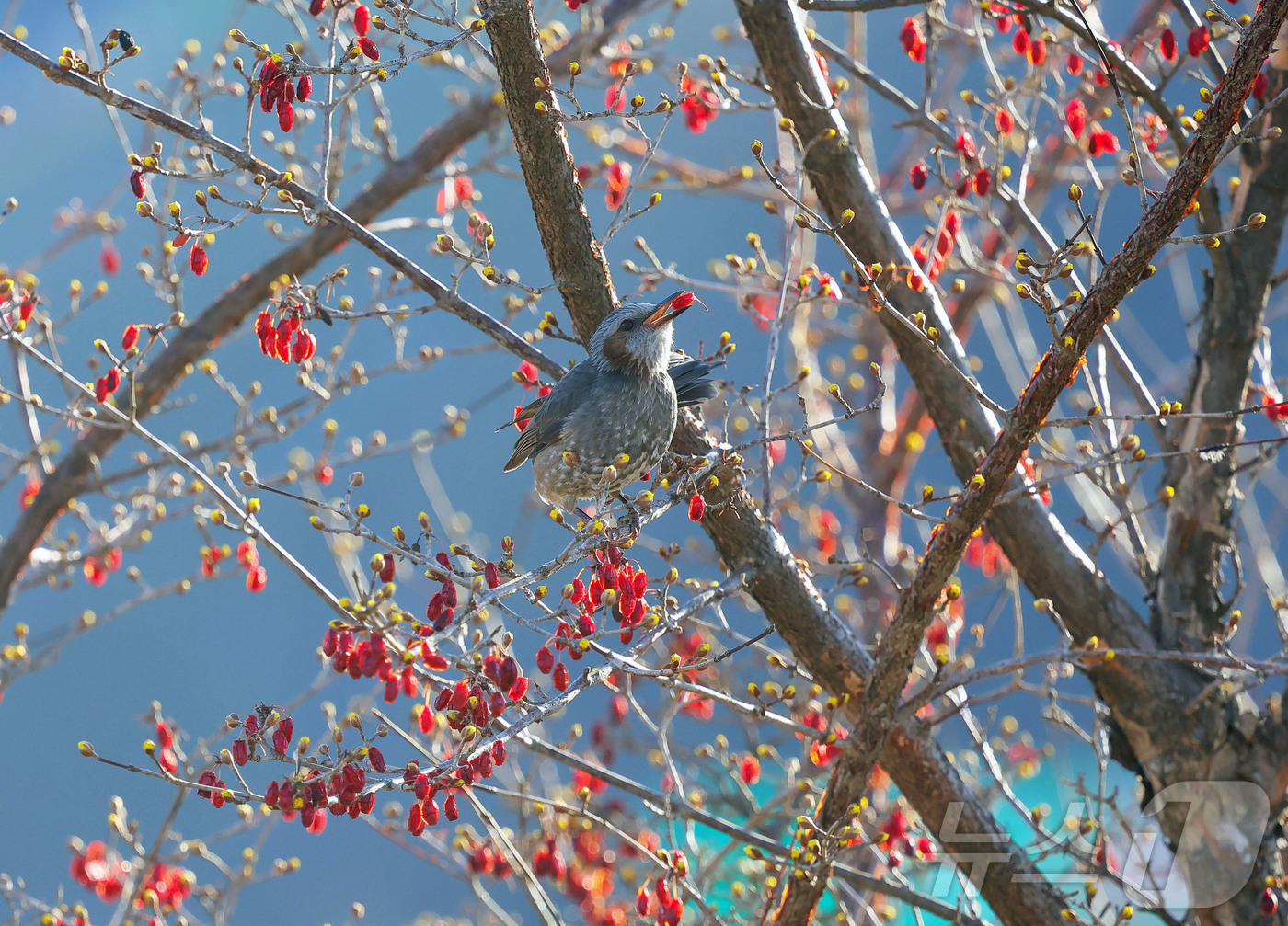 (서울=뉴스1) = 경칩을 하루 앞둔 4일 경남 함양군 하림공원 작은영화관 옆 산수유나무에서 직박구리가 산수유 열매를 쪼아 먹고 있다. (함양군 제공. 재판매 및 DB 금지) 20 …