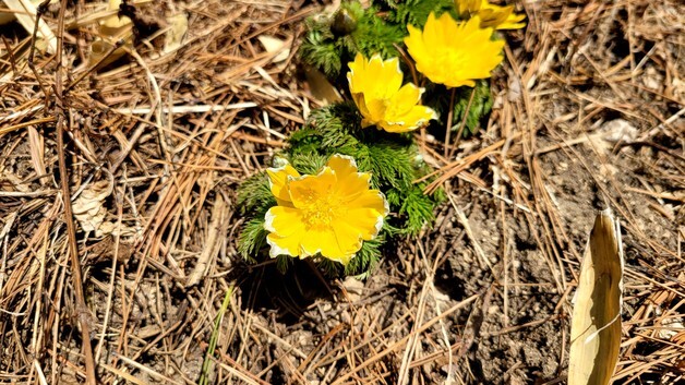 [풍경]'봄의 전령' 복수초 보은 속리산서 꽃망울