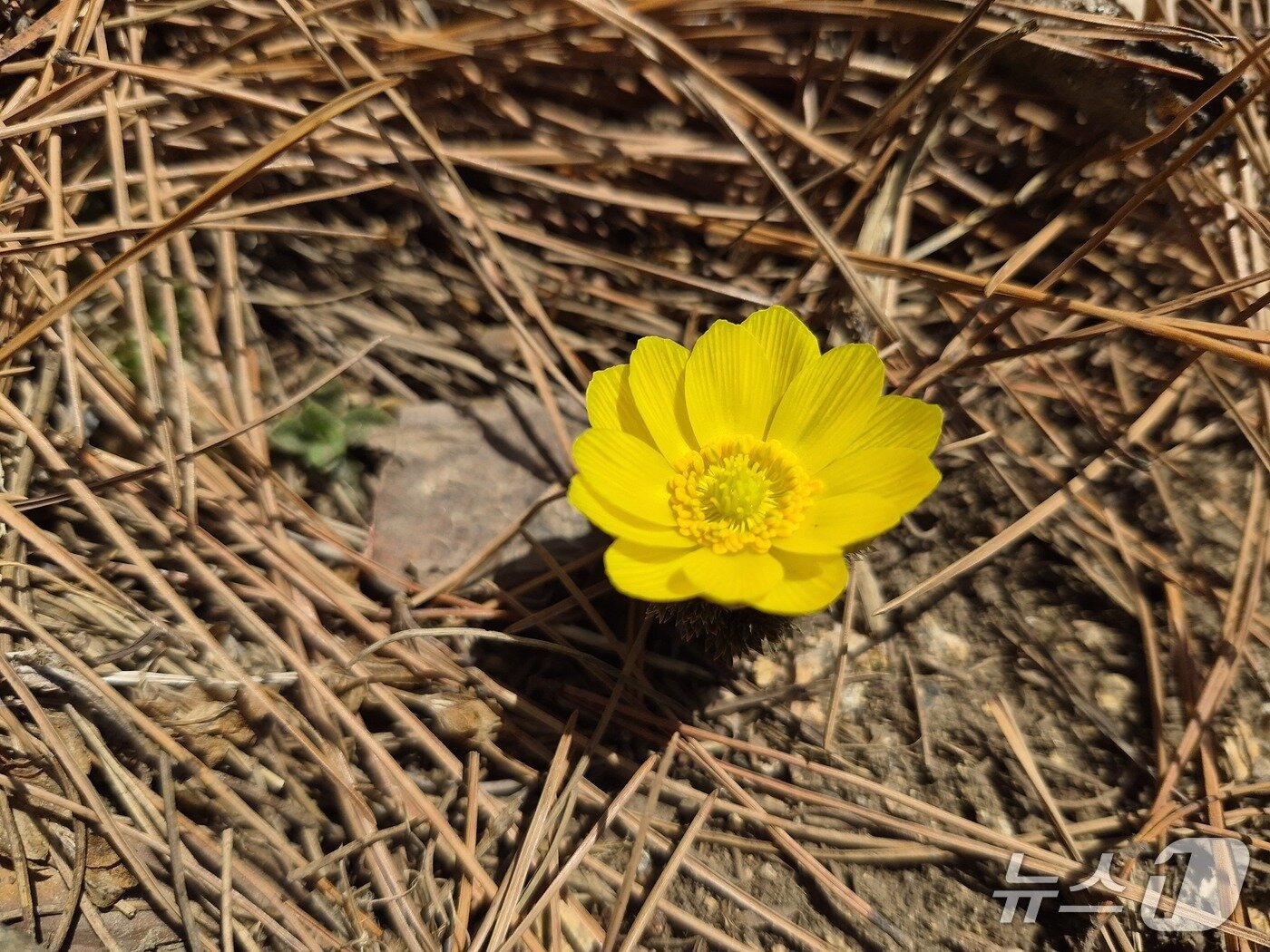 본문 이미지 - 속리산서 개화한 복수초.(속리산국립공원사무소 제공. 재판매 및 DB금지) 