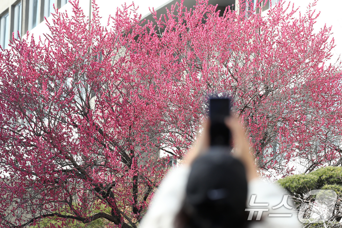 (대구=뉴스1) 공정식 기자 = 봄기운이 완연한 4일 오후 대구 북구 경북대에 만개한 홍매화가 봄소식을 전하고 있다. 2026.3.4/뉴스1