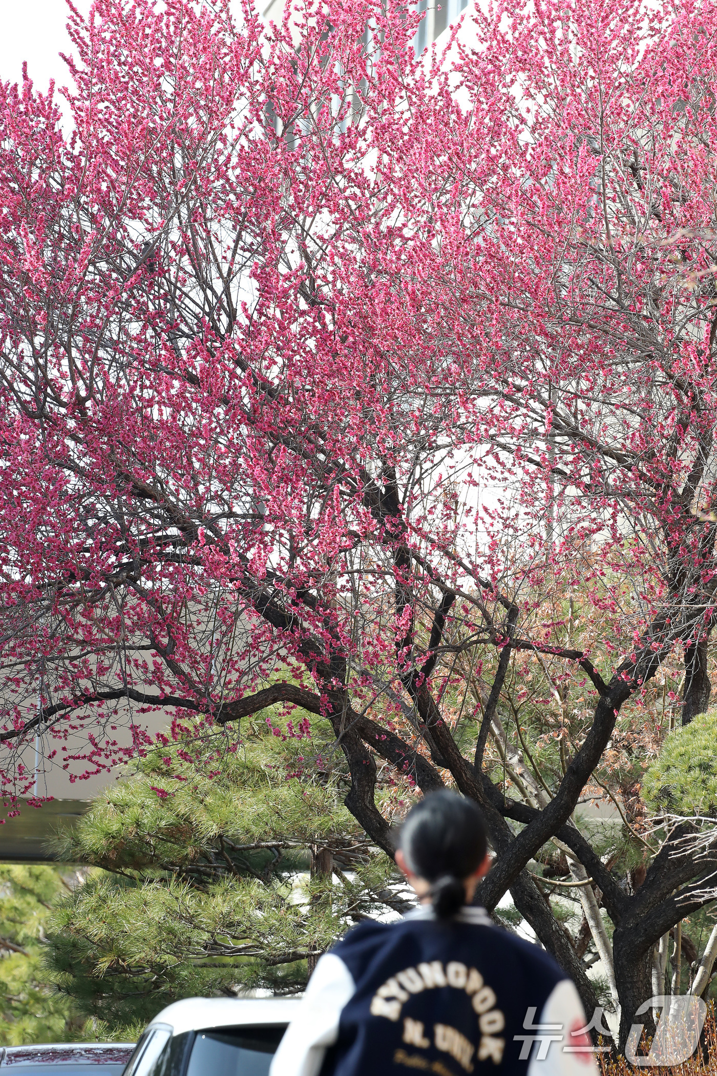 (대구=뉴스1) 공정식 기자 = 봄기운이 완연한 4일 오후 대구 북구 경북대에 만개한 홍매화가 봄소식을 전하고 있다. 2026.3.4/뉴스1
