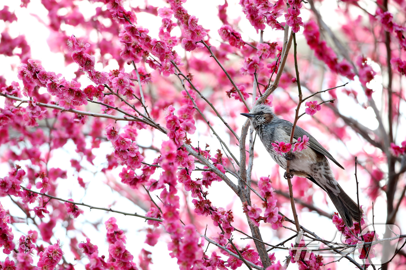 (대구=뉴스1) 공정식 기자 = 봄기운이 완연한 4일 오후 대구 북구 경북대에 만개한 홍매화를 찾아 날아든 직박구리가 봄을 만끽하고 있다. 2026.3.4/뉴스1