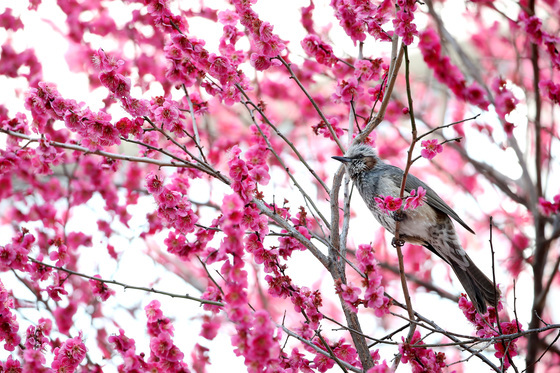 봄소식 전하는 '화조도(花鳥圖)'