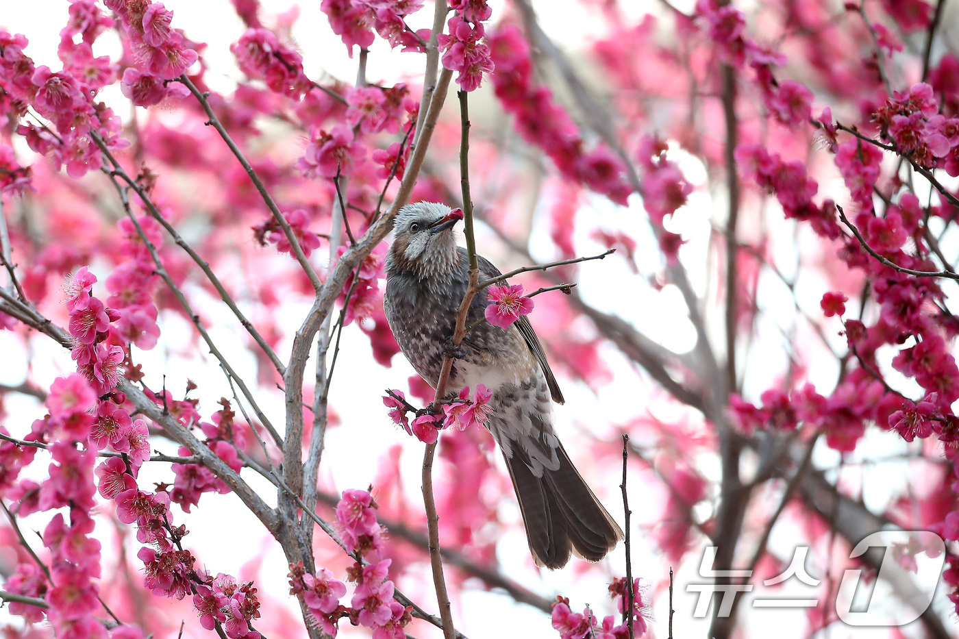 (대구=뉴스1) 공정식 기자 = 봄기운이 완연한 4일 오후 대구 북구 경북대에 만개한 홍매화를 찾아 날아든 직박구리가 봄을 만끽하고 있다. 2026.3.4/뉴스1