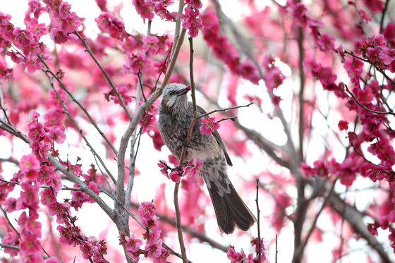 홍매화 맛보는 직박구리