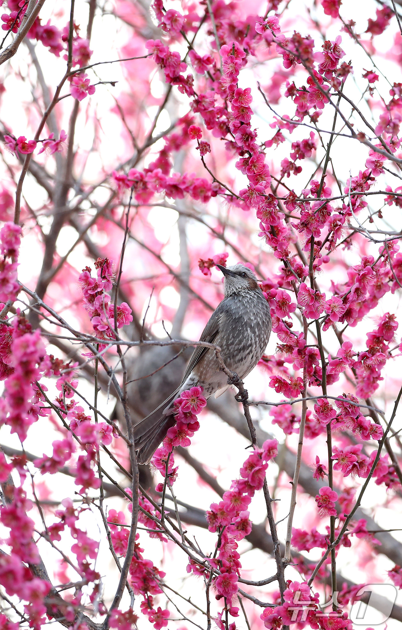 (대구=뉴스1) 공정식 기자 = 봄기운이 완연한 4일 오후 대구 북구 경북대에 만개한 홍매화를 찾아 날아든 직박구리가 봄을 만끽하고 있다. 2026.3.4/뉴스1