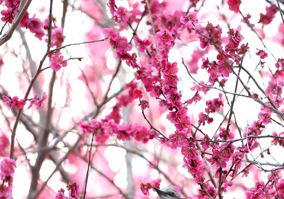 봄! 봄! 봄! 봄이 왔네요