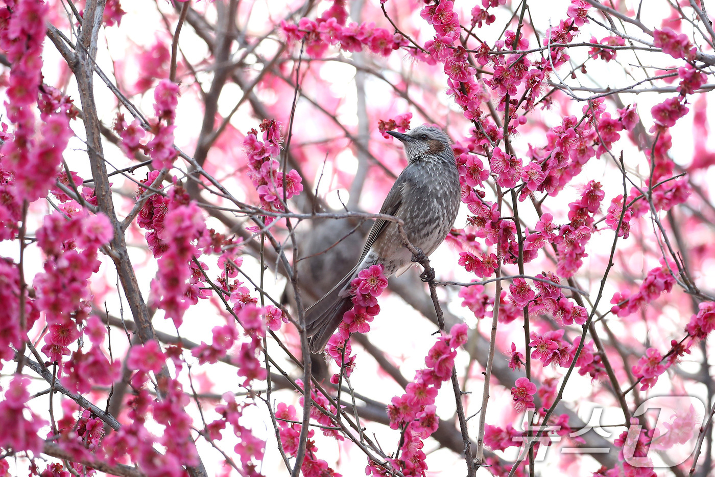 (대구=뉴스1) 공정식 기자 = 경칩을 하루 앞둔 4일 오후 대구 북구 경북대에 만개한 홍매화를 찾아 날아든 직박구리가 완연한 봄을 만끽하고 있다. 2026.3.4/뉴스1