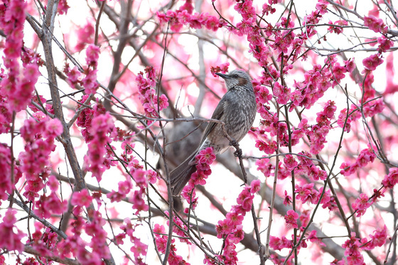 경칩 앞두고 직박구리 봄소풍