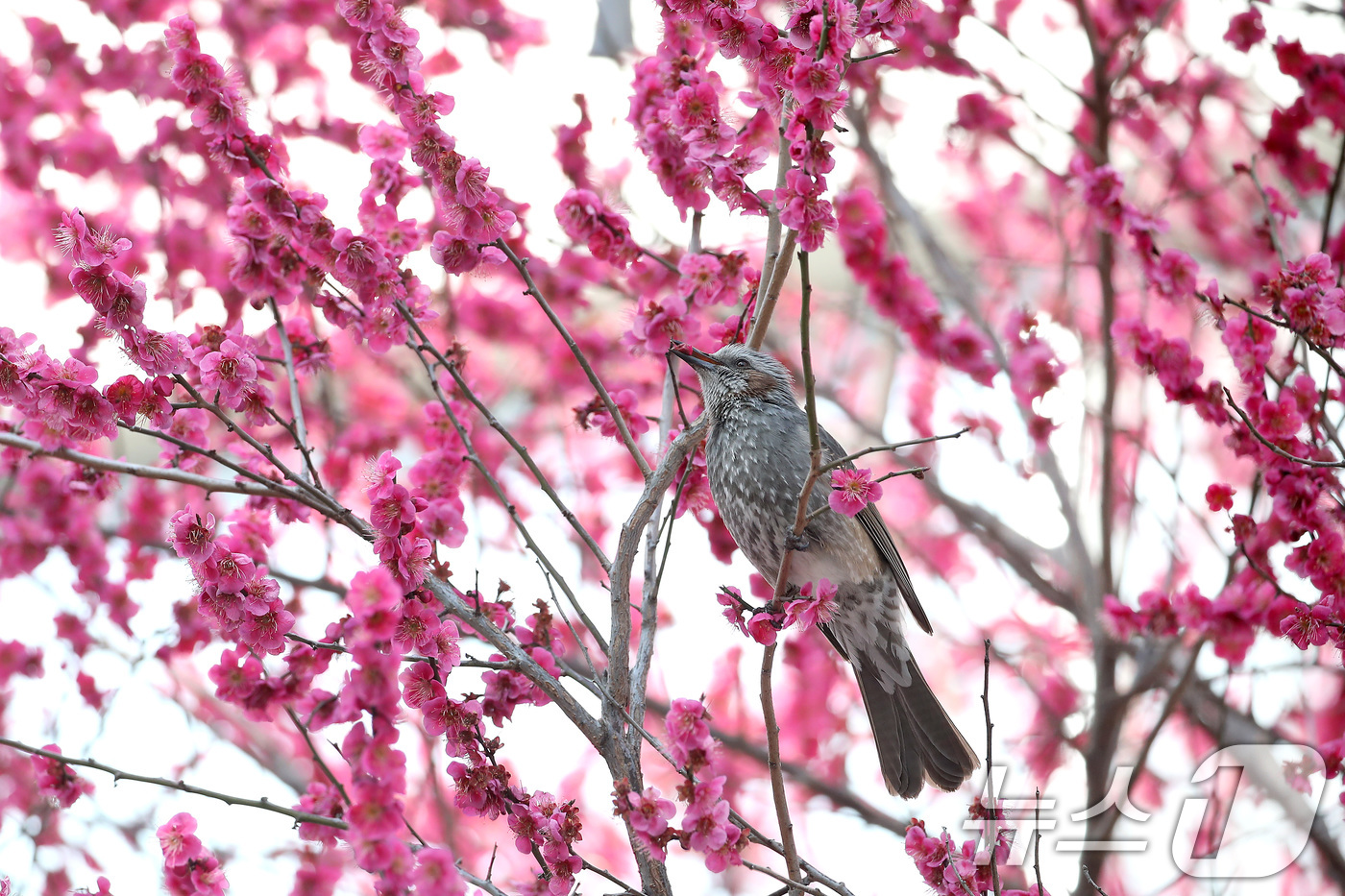 (대구=뉴스1) 공정식 기자 = 경칩을 하루 앞둔 4일 오후 대구 북구 경북대에 만개한 홍매화를 찾아 날아든 직박구리가 완연한 봄을 만끽하고 있다. 2026.3.4/뉴스1