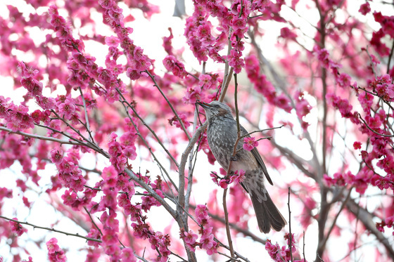 봄이 반가운 직박구리