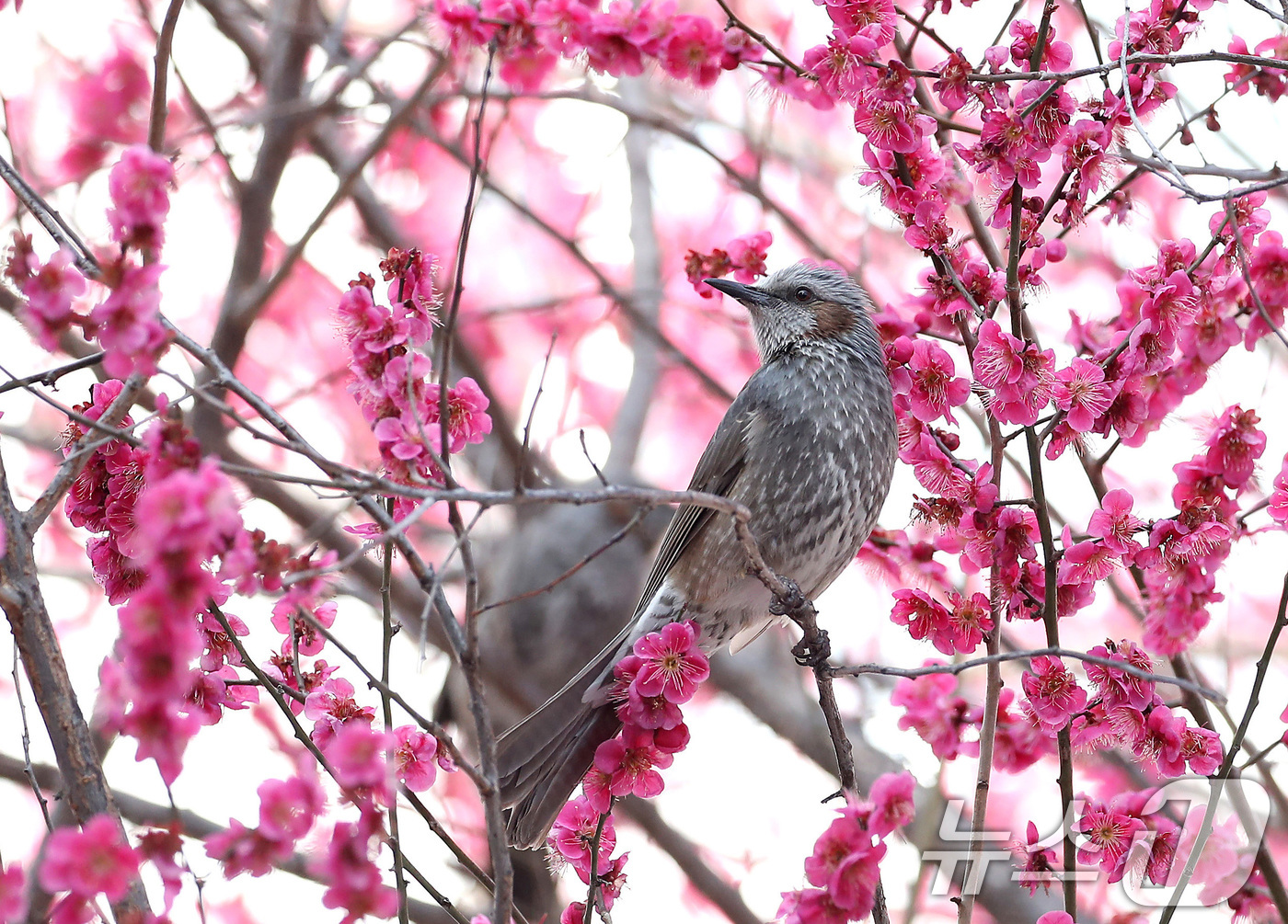 (대구=뉴스1) 공정식 기자 = 경칩을 하루 앞둔 4일 오후 대구 북구 경북대에 만개한 홍매화를 찾아 날아든 직박구리가 완연한 봄을 만끽하고 있다. 2026.3.4/뉴스1